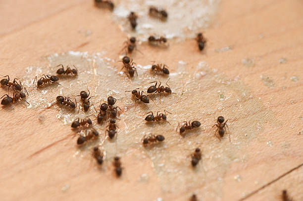 Best Bed Bug Extermination  in Santa Paula, CA