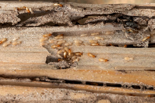Best Bed Bug Extermination  in Santa Paula, CA