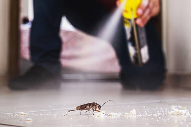 Best Residential Pest Control  in Santa Paula, CA