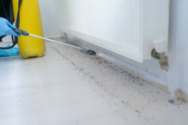  Santa Paula, CA Pest Control Pros