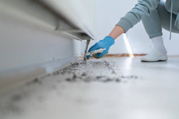 Best Pest Prevention Services  in Santa Paula, CA