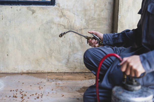 Best Best Pest Control Companies  in Santa Paula, CA