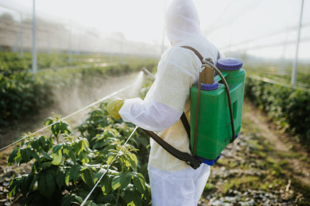 Best Bed Bug Extermination  in Santa Paula, CA